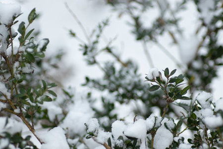 green bush sprinkled with white snow, green plants in winterの写真素材