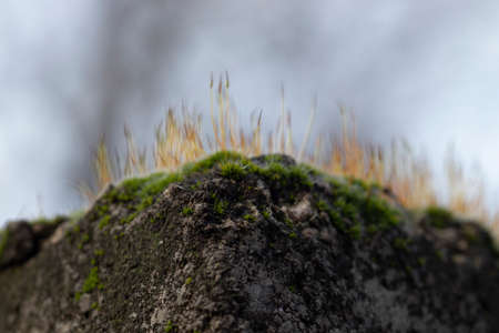 green with yellow fluffy beautiful moss on a gray stone