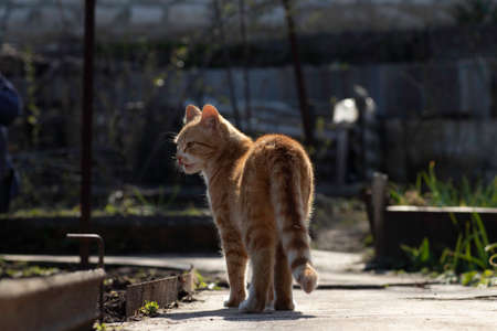 ginger cat walks in the garden along the path on a sunny day, ginger cat next to the flower bedの写真素材