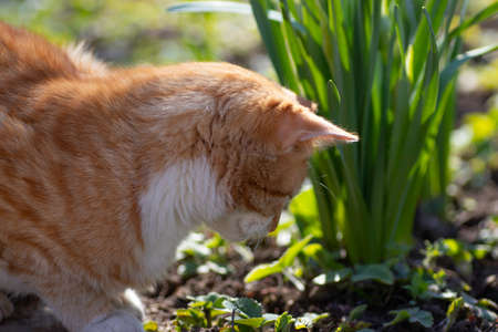 ginger cat walks in the garden on a sunny day, young green plantsの写真素材