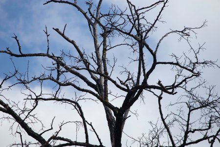 spring tree without leaves on a background of blue sky and fluffy white clouds