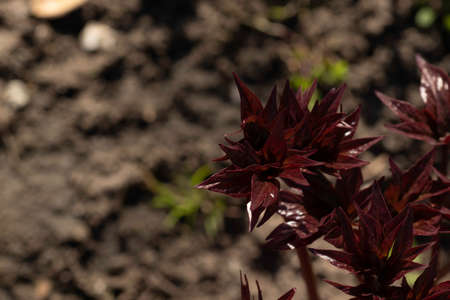 dark red leaves on a young plant in spring on a dark ground backgroundの写真素材