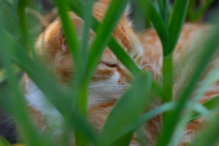 ginger cat is resting in a green flowerbed in summer, domestic ginger catの写真素材