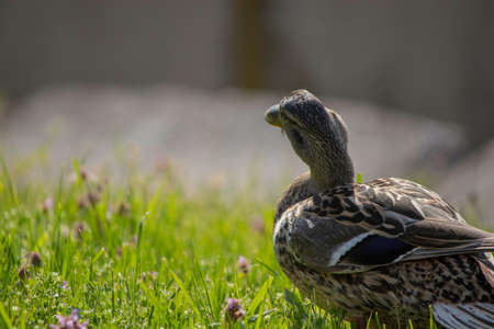 ducks bask in the sun on a green lawn in spring, the first warm sun for ducksの写真素材