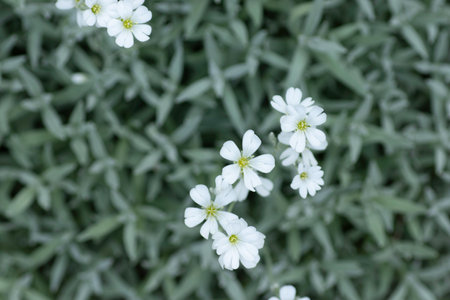 small white flowers in gray-green leaves, white flowers asterisksの写真素材