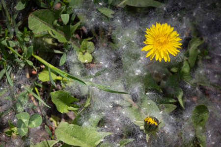 beautiful yellow dandelion and white fluff with a tree aroundの写真素材
