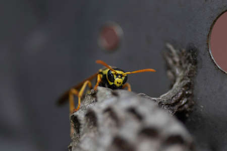 wasp and her house in a metal box, small wasp houseの写真素材