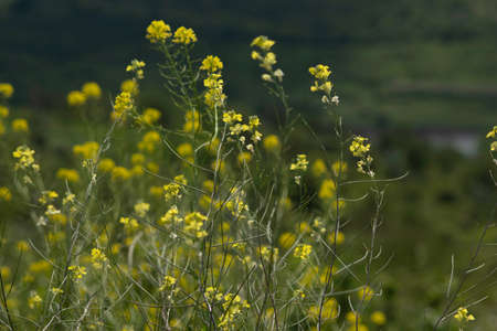 yellow wildflowers near fields, lakes and under blue skies and thick clouds