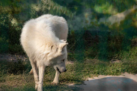 white she-wolf walks sadly in the aviaryの写真素材