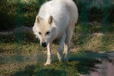 white she-wolf walks sadly in the aviaryの写真素材