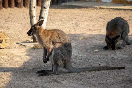 sad kangaroos in the zoo aviary resting on the sandの写真素材