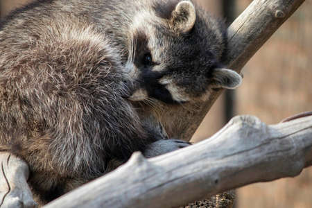 raccoon curled up in a ball and sleeping on a branchの写真素材