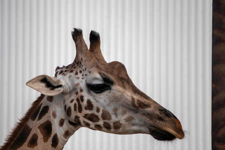 giraffe portrait, fluffy cute giraffe faceの写真素材