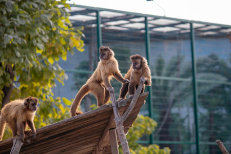 beautiful fluffy monkeys play on their playground in the zooの写真素材