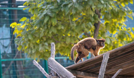 beautiful fluffy monkeys play on their playground in the zooの写真素材