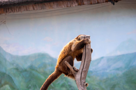 beautiful red monkey sits on a branch in an aviary