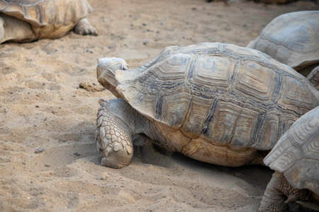 a large turtle crawling on the sand in an aviary