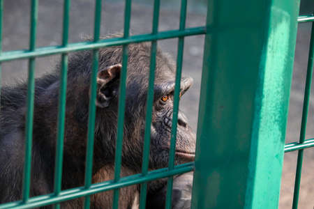 monkey sad in cages in the zooの写真素材