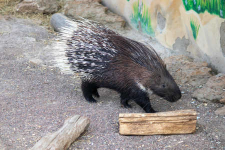 cute porcupine on a sunny day in the aviary at the zooの写真素材