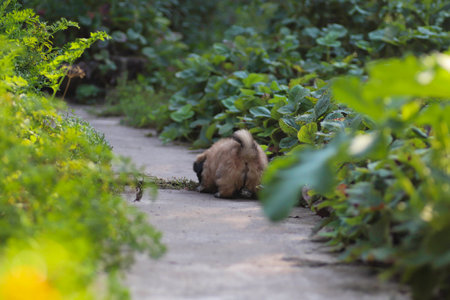 little fluffy Pekingese puppy playing on a sunny day in the yardの写真素材