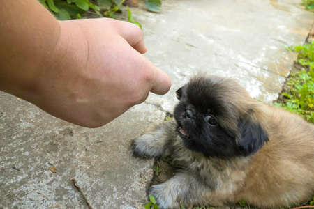 little fluffy Pekingese puppy playing on a sunny day in the yardの写真素材
