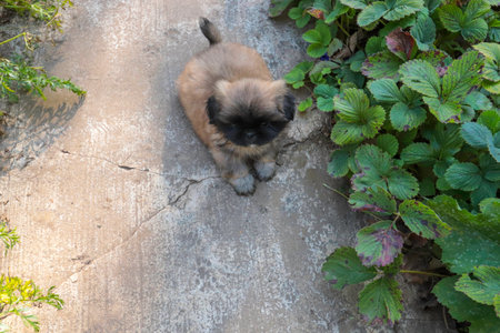 little fluffy Pekingese puppy playing on a sunny day in the yardの写真素材