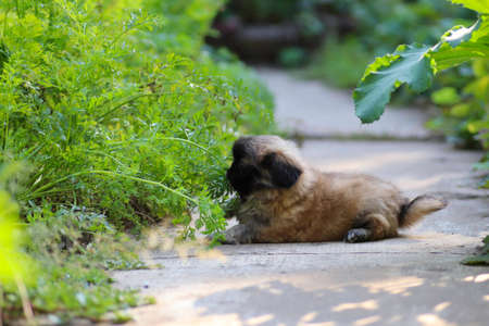 little fluffy Pekingese puppy playing on a sunny day in the yard