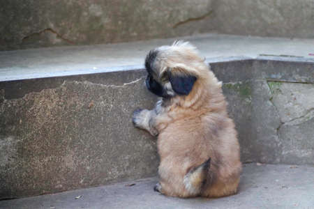 little fluffy Pekingese puppy playing on a sunny day in the yardの写真素材