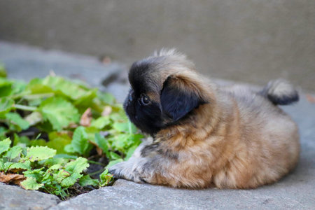 little fluffy Pekingese puppy playing on a sunny day in the yardの写真素材