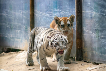 sad little tiger cubs in the zoo aviaryの写真素材