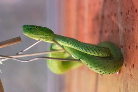 dangerous poisonous snakes but beautiful ones locked in glass enclosures