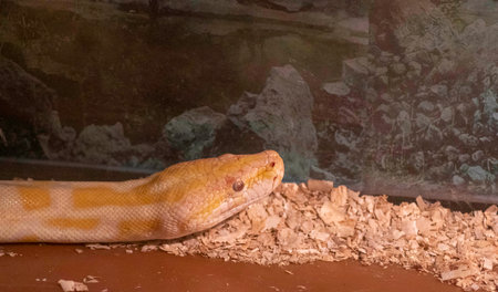 dangerous poisonous snakes but beautiful ones locked in glass enclosures