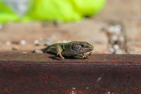 beautiful little green lizard basking in the warm sun