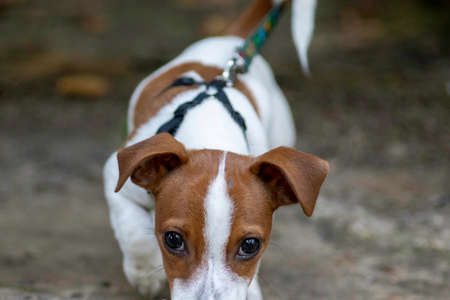 dog breed Jack Russell Terrier walking on green grassの写真素材