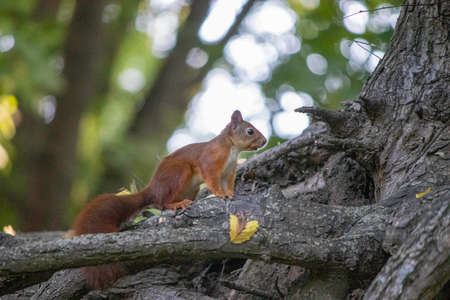 red squirrel sitting on a tree and resting