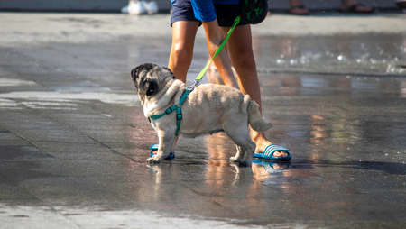 owner beats the dog after playing with water on the beach