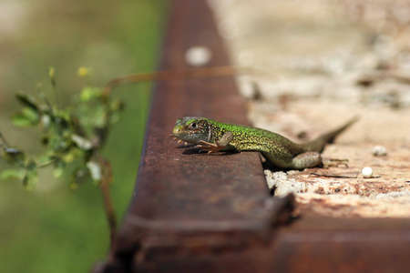 beautiful little green lizard basking in the warm sun