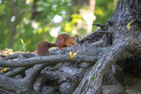 red squirrel sitting on a tree and resting