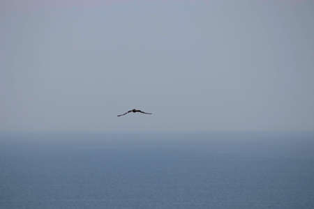 the bird soars over the blue sea