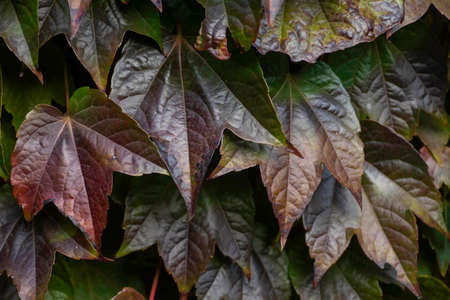 gloomy background of withered leaves in autumn