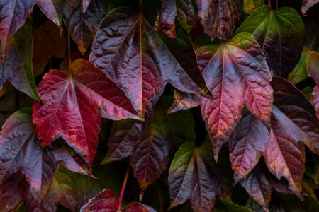 background of red and yellow leaves, autumn backgroundの写真素材