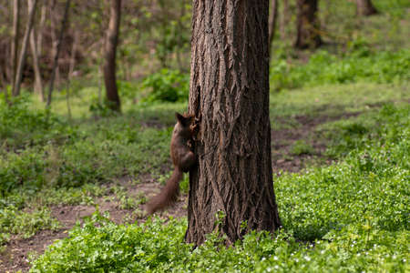 a squirrel climbs a tree in summer, a red squirrel looks for food on a treeの写真素材