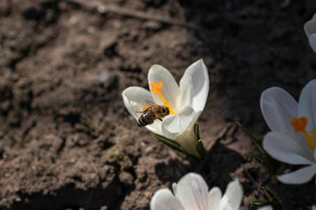 large white flower with a yellow center and a bee on itの写真素材