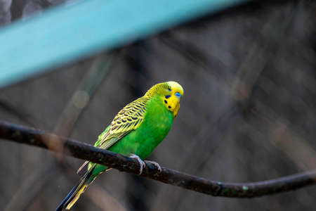 green parrot resting on perches on the street