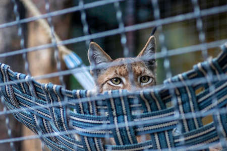 wild cats locked in iron cages at the zooの写真素材
