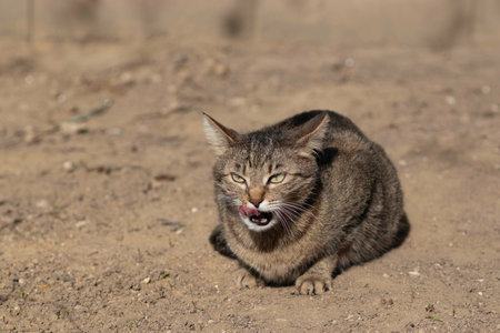 striped domestic cat poses for the camera on a sunny day, beautiful cat fur
