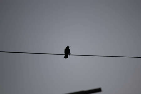 black silhouette of a bird against a gray sky, a bird sits on wires in a gloomy city