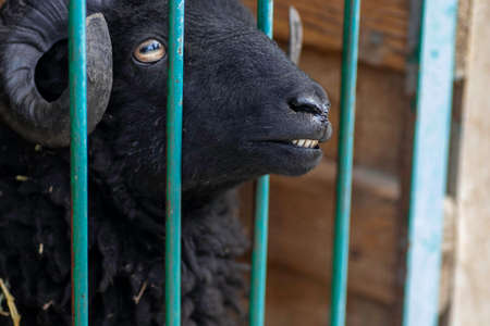 black goat behind the bars of an aviary in a zooの写真素材