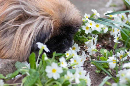 fluffy cute dog, red Pekingese is very cute stockの写真素材
