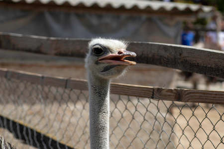 ostrich head close up, ostrich under blue skyの写真素材